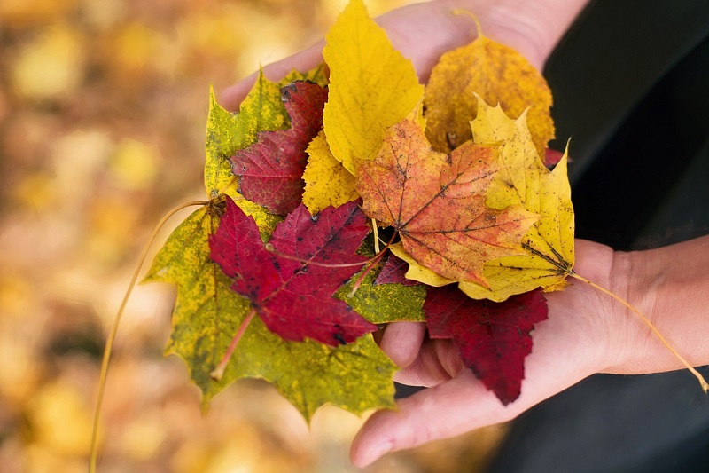 fall-leaves-1010579 1280